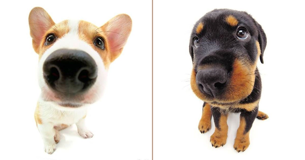 Dog Quiz